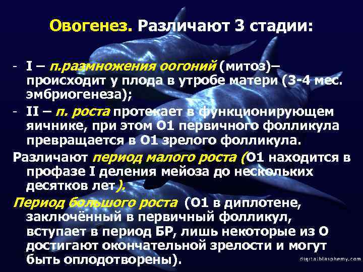 Овогенез. Различают 3 стадии: - I – п. размножения оогоний (митоз)– происходит у плода
