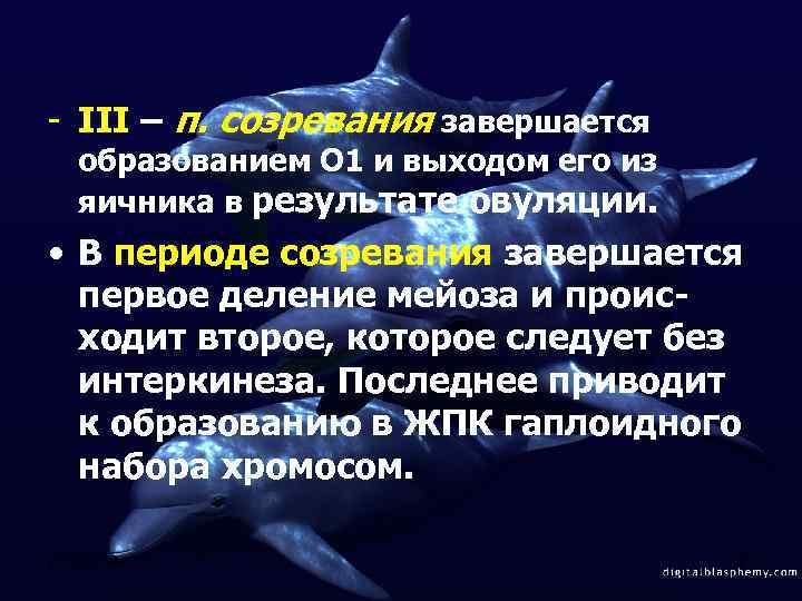 - III – п. созревания завершается образованием О 1 и выходом его из яичника