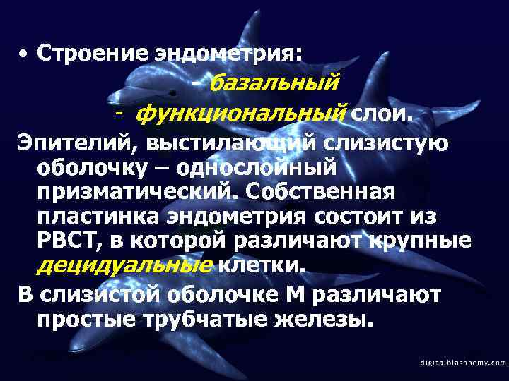  • Строение эндометрия: - базальный - функциональный слои. Эпителий, выстилающий слизистую оболочку –