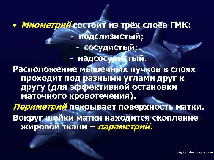  • Миометрий состоит из трёх слоёв ГМК: - подслизистый; - сосудистый; - надсосудистый.