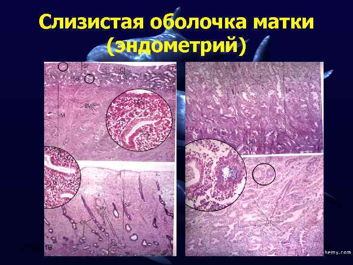 Слизистая оболочка матки (эндометрий) 2/12/2018 27 