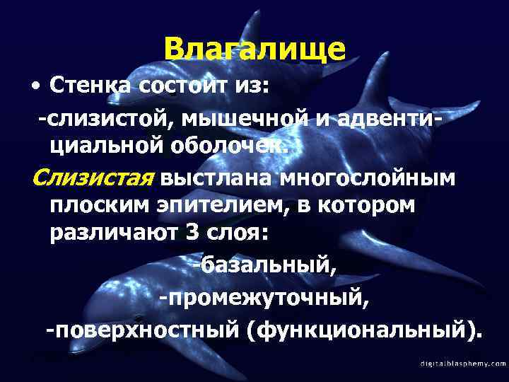 Влагалище • Стенка состоит из: -слизистой, мышечной и адвентициальной оболочек. Слизистая выстлана многослойным плоским
