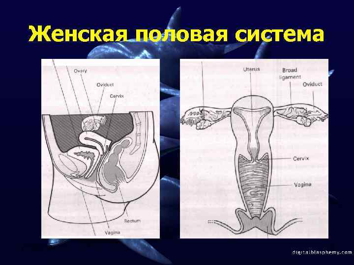 Женская половая система 2/12/2018 3 