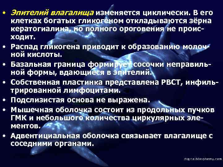  • Эпителий влагалища изменяется циклически. В его клетках богатых гликогеном откладываются зёрна кератогиалина,
