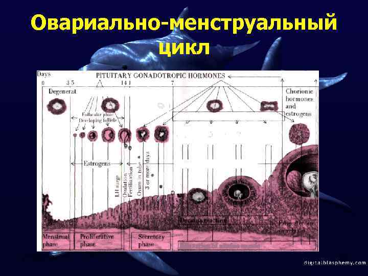 Овариально-менструальный цикл 2/12/2018 32 