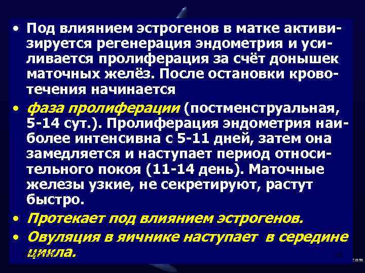  • Под влиянием эстрогенов в матке активизируется регенерация эндометрия и усиливается пролиферация за