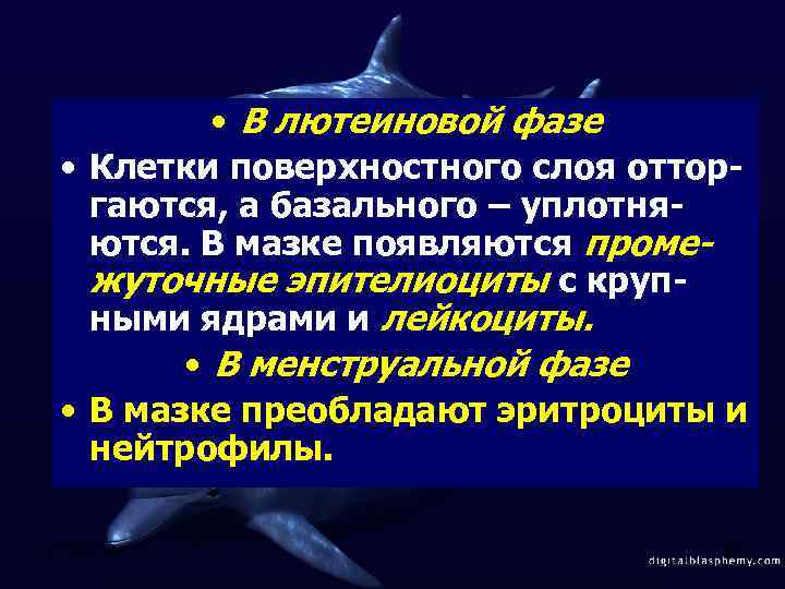  • В лютеиновой фазе • Клетки поверхностного слоя отторгаются, а базального – уплотняются.