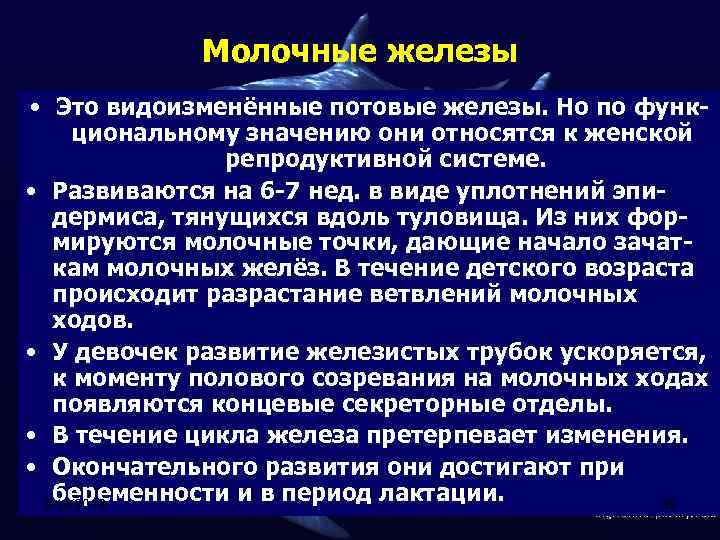 Молочные железы • Это видоизменённые потовые железы. Но по функциональному значению они относятся к