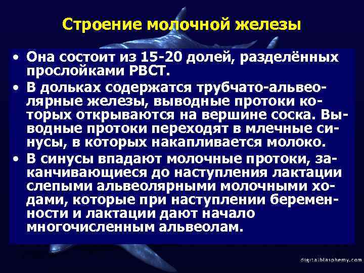 Строение молочной железы • Она состоит из 15 -20 долей, разделённых прослойками РВСТ. •