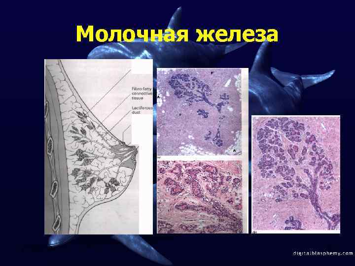 Молочная железа 2/12/2018 41 