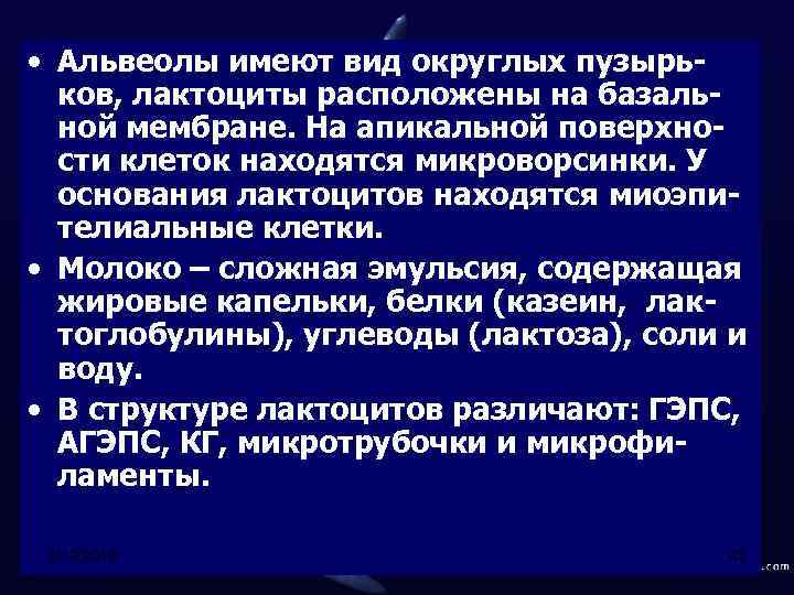  • Альвеолы имеют вид округлых пузырьков, лактоциты расположены на базальной мембране. На апикальной