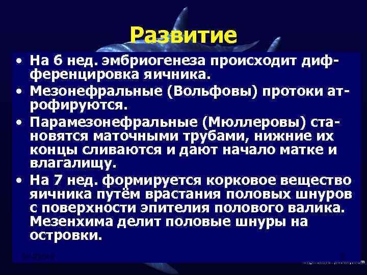 Развитие • На 6 нед. эмбриогенеза происходит дифференцировка яичника. • Мезонефральные (Вольфовы) протоки атрофируются.