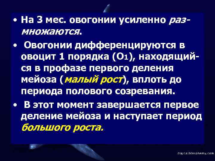  • На 3 мес. овогонии усиленно размножаются. • Овогонии дифференцируются в овоцит 1