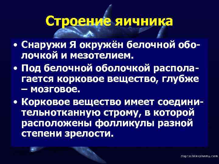 Строение яичника • Снаружи Я окружён белочной оболочкой и мезотелием. • Под белочной оболочкой