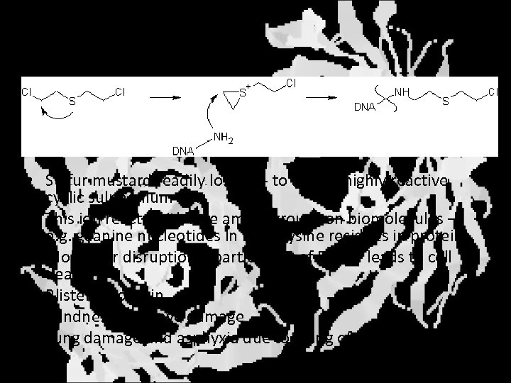 Action • Sulfur mustard readily loses Cl- to form a highly reactive cyclic sulphonium