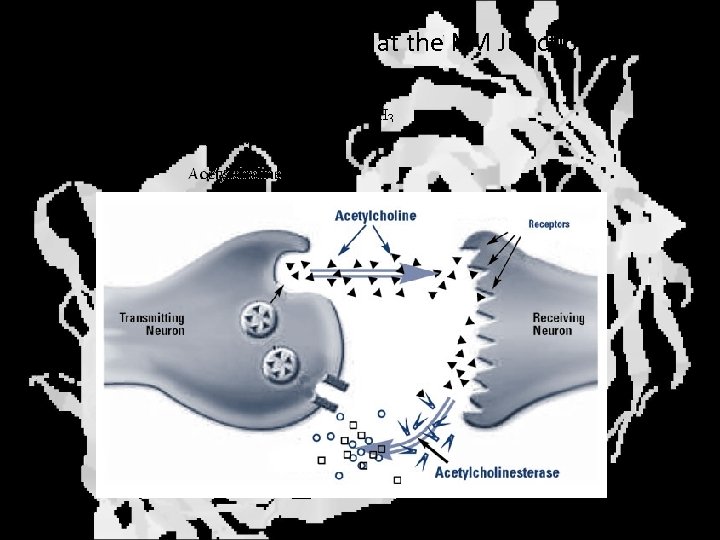 Irreversible Inhibition at the NM Junction 