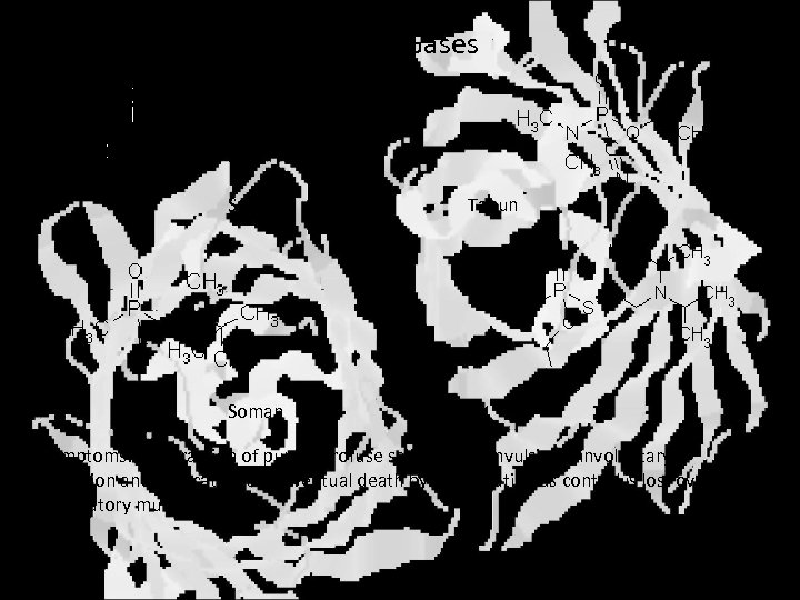 Nerve Gases Sarin Tabun Soman VX Symptoms: Contraction of pupils, profuse salivation, convulsions, involuntary