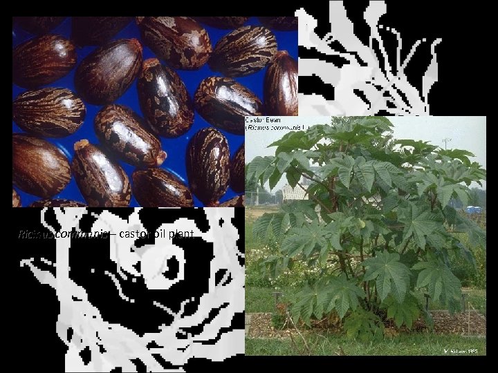 Ricinus communis – castor oil plant 
