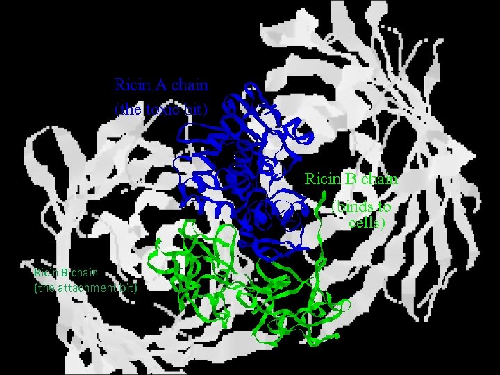 Ricin B chain (the attachment bit) 
