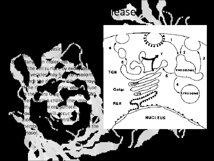Ricin uptake and release 1. 2. 3. 4. 5. 6. 7. endocytosis by coated