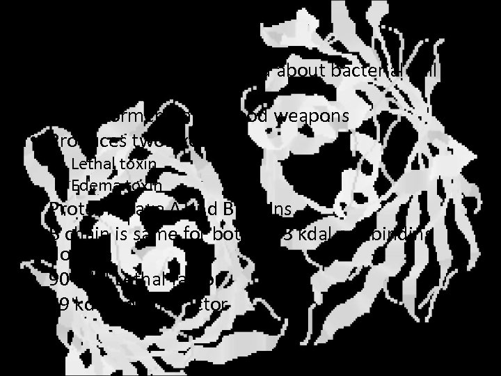 Anthrax • Discussed when we talked about bacterial cell walls • Spore formers make