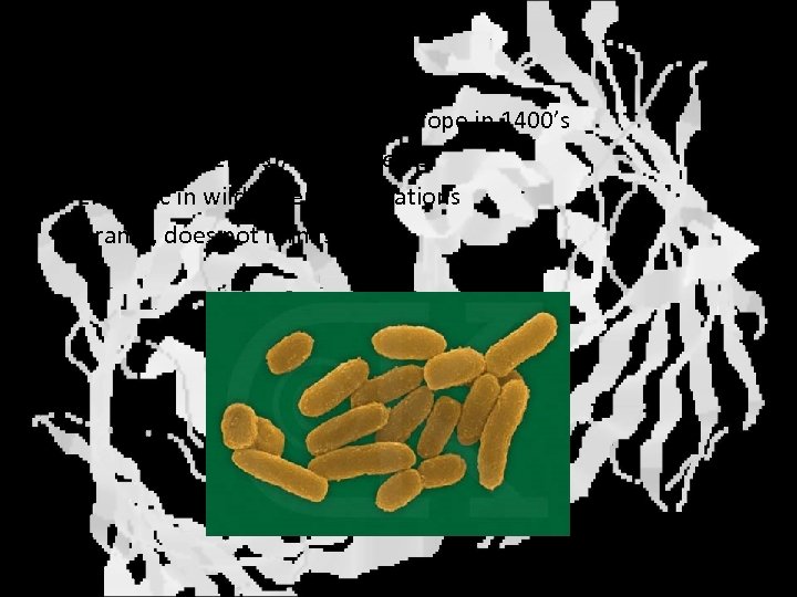 Plague • • Black Death killed millions in Europe in 1400’s Causative agent is