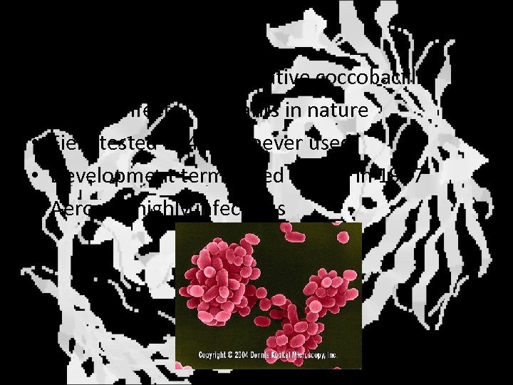 Brucellosis • • • Brucella sp. – gram negative coccobacilli Mainly infects ruminants in