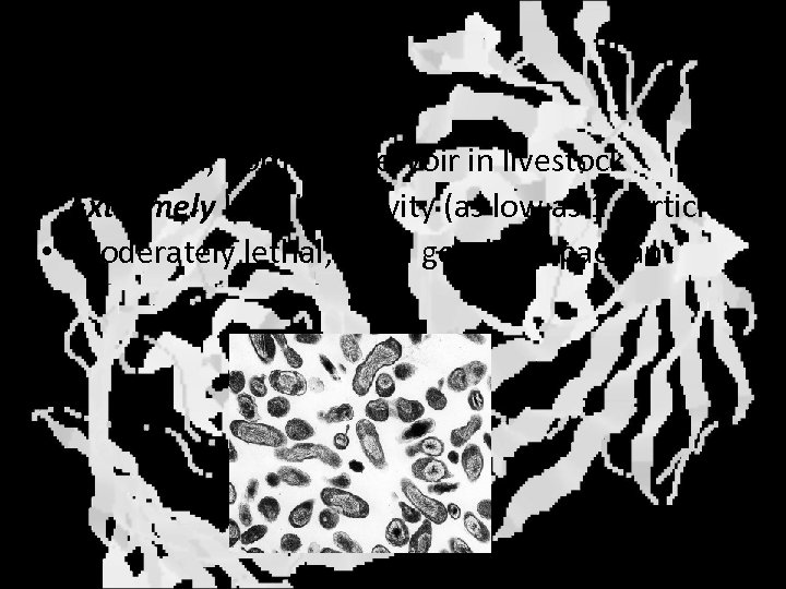 Q fever • • Coxiella burnettii Rickettsia, normal reservoir in livestock Extremely High infectivity
