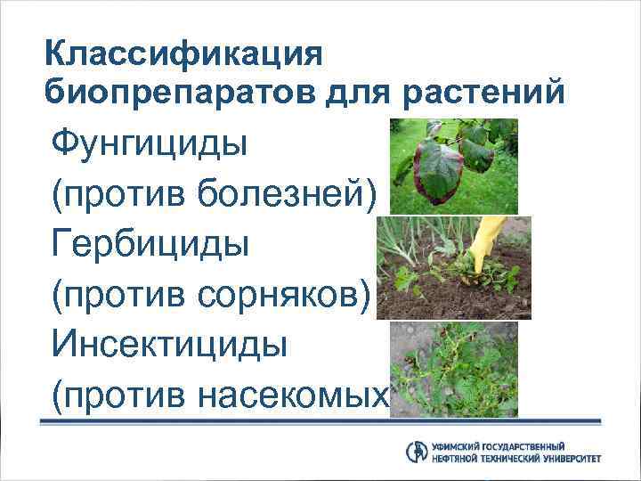 Классификация биопрепаратов для растений Фунгициды (против болезней) Гербициды (против сорняков) Инсектициды (против насекомых) 