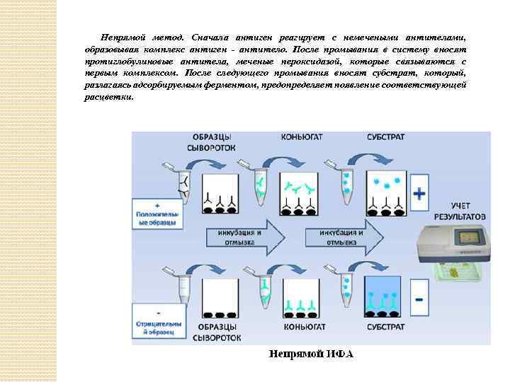 Непрямой метод. Сначала антиген реагирует с немечеными антителами, образовывая комплекс антиген - антитело. После