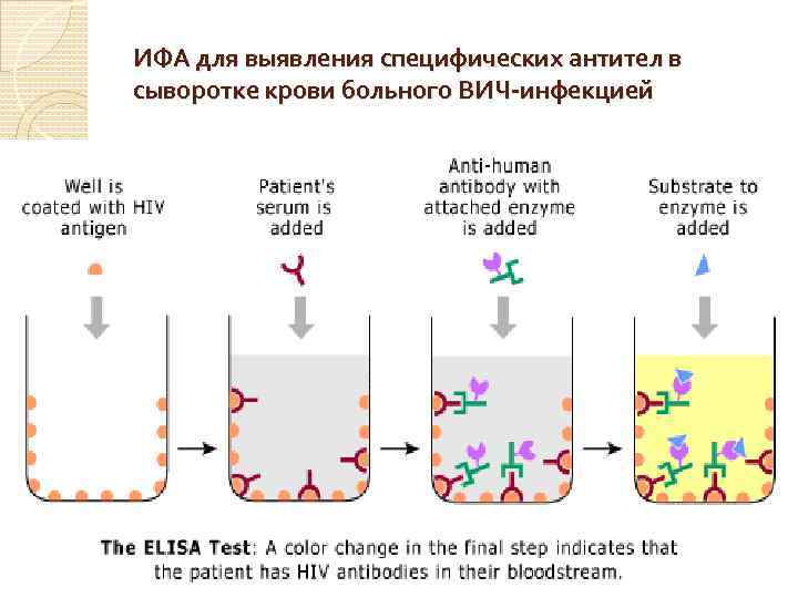Тест метод ифа. Схему протекания твердофазного ИФА для серодиагностики. Непрямой метод ИФА схема. Проведение ИФА для выявления антител схема. ИФА микробиология схема.