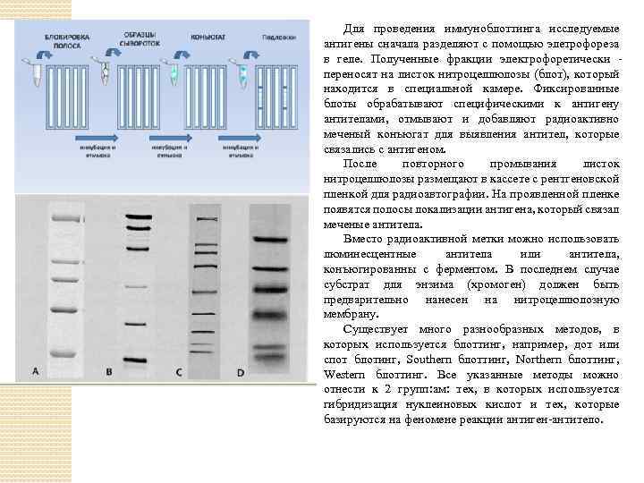 Для проведения иммуноблоттинга исследуемые антигены сначала разделяют с помощью элетрофореза в геле. Полученные фракции