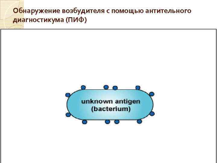 Обнаружение возбудителя с помощью антительного диагностикума (ПИФ) 