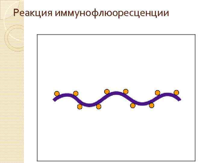 Реакция иммунофлюоресценции 