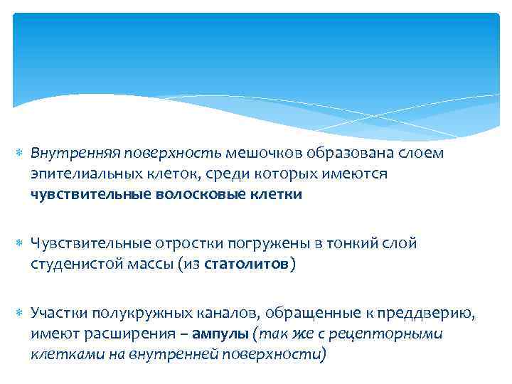 Внутренняя поверхность мешочков образована слоем эпителиальных клеток, среди которых имеются чувствительные волосковые клетки