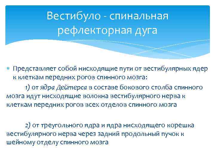 Вестибуло - спинальная рефлекторная дуга Представляет собой нисходящие пути от вестибулярных ядер к клеткам