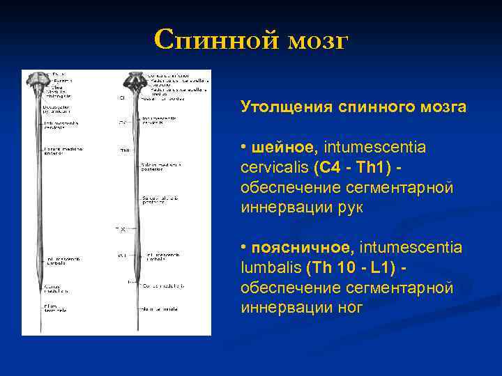 Утолщения спинного мозга