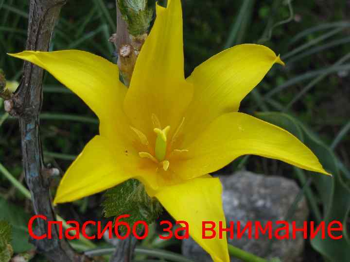 Спасибо за внимание 