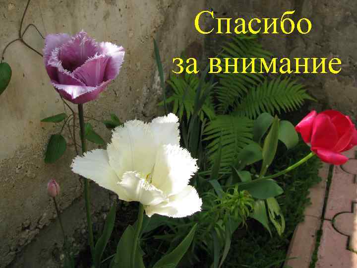 Спасибо за внимание 