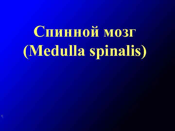 Спинной мозг (Medulla spinalis) ( 