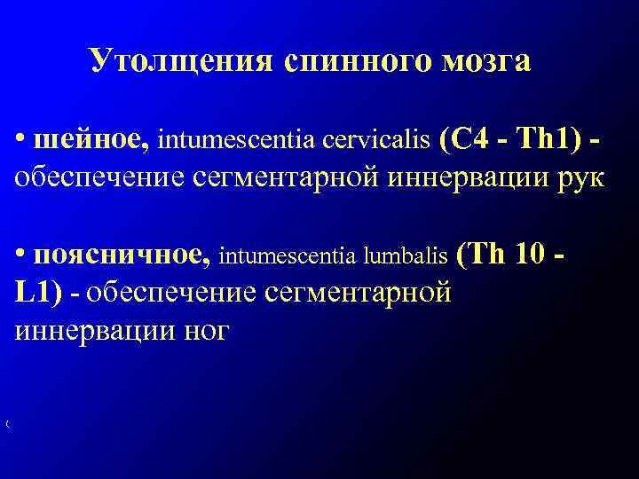 Утолщения спинного мозга • шейное, intumescentia cervicalis (С 4 - Тh 1) обеспечение сегментарной