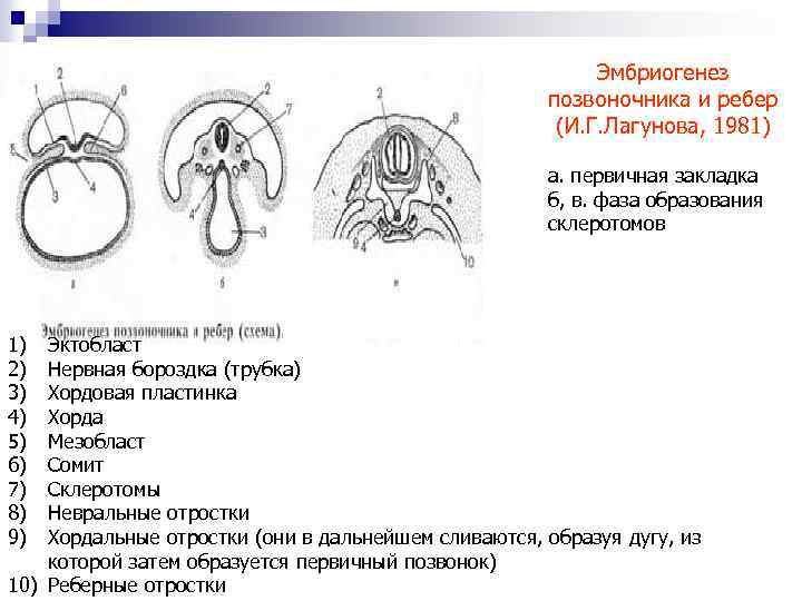 Эмбриогенез позвоночника и ребер (И. Г. Лагунова, 1981) а. первичная закладка б, в. фаза