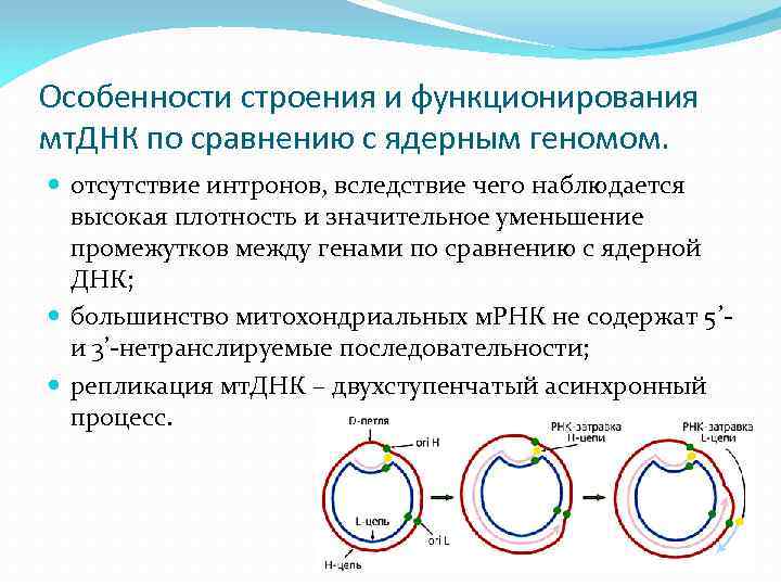 Ядерная днк. Строение митохондриальной ДНК. Различия митохондриальной и ядерной ДНК. Особенности строения ядерной ДНК.