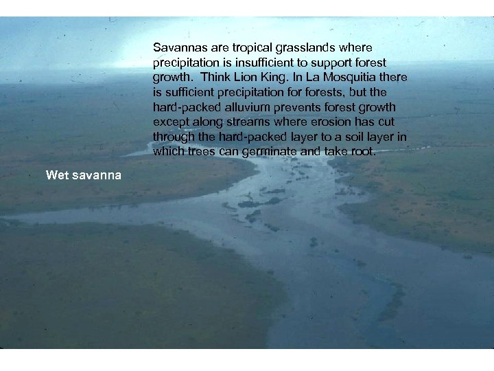 Savannas are tropical grasslands where precipitation is insufficient to support forest growth. Think Lion