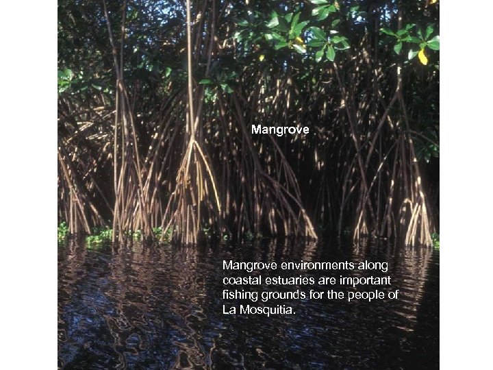 Mangrove environments along coastal estuaries are important fishing grounds for the people of La