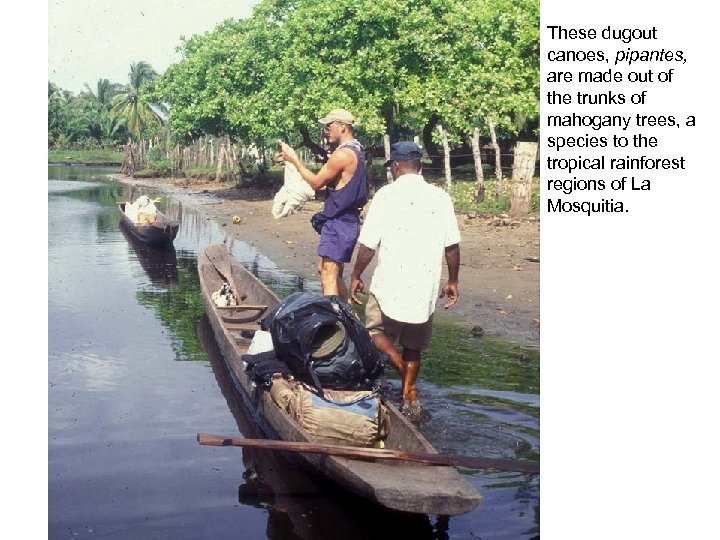 These dugout canoes, pipantes, are made out of the trunks of mahogany trees, a