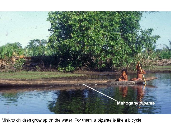 Mahogany pipante Miskito children grow up on the water. For them, a pipante is