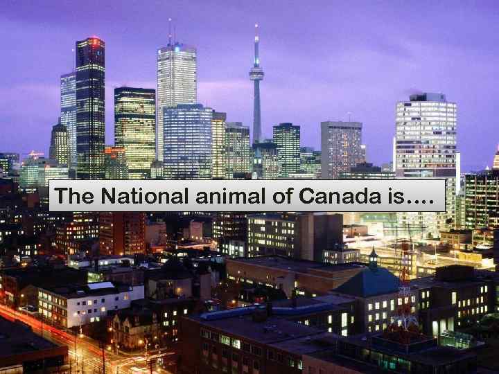 The National animal of Canada is…. 