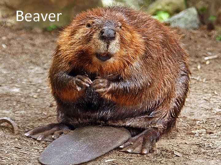 Beaver 