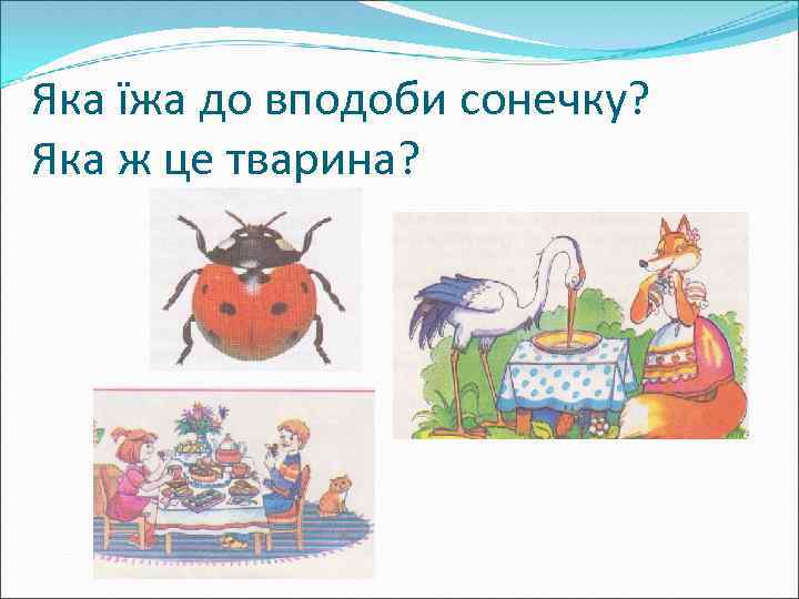 Яка їжа до вподоби сонечку? Яка ж це тварина? 